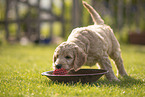 Goldendoodle Puppy