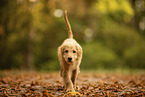 Goldendoodle Puppy