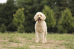 Goldendoodle