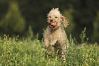 Goldendoodle