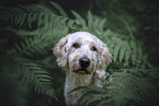 Goldendoodle