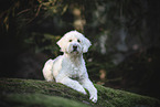 Goldendoodle