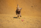 Goldendoodle