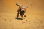 Goldendoodle