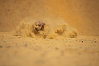 Goldendoodle