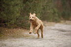 Goldendoodle