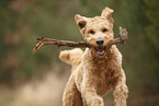 Goldendoodle