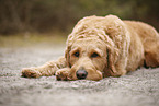 Goldendoodle