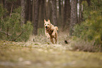 Goldendoodle