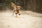Goldendoodle