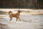 Goldendoodle