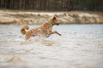 Goldendoodle