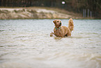 Goldendoodle