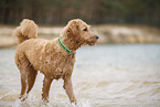 Goldendoodle