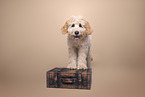 Goldendoodle