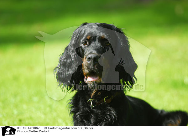 Gordon Setter Portrait / SST-01867