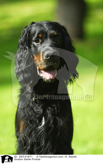 Gordon Setter Portrait / SST-01871