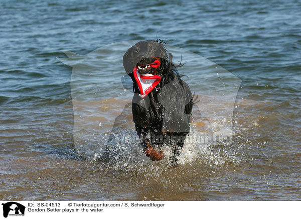 Gordon Setter plays in the water / SS-04513