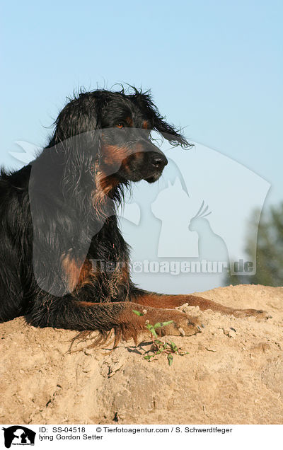 liegender Gordon Setter / lying Gordon Setter / SS-04518