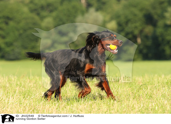 running Gordon Setter / JH-02548
