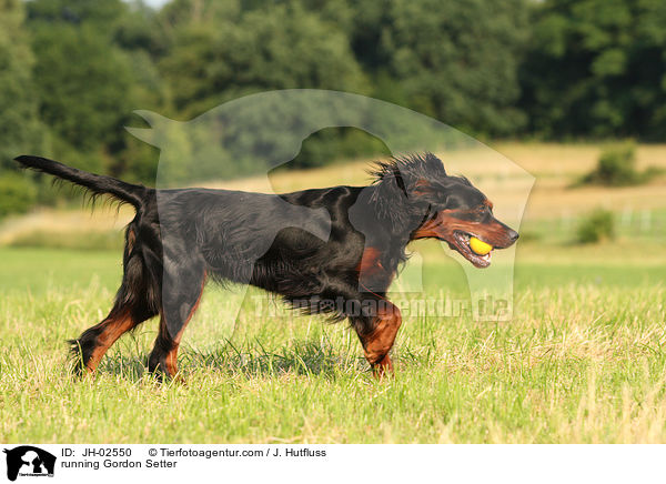 rennender Gordon Setter / running Gordon Setter / JH-02550