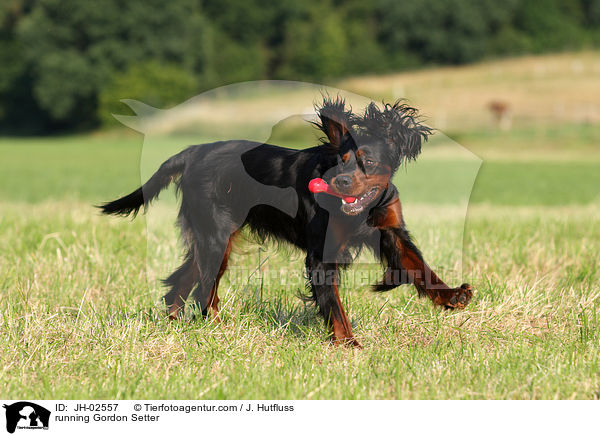 rennender Gordon Setter / running Gordon Setter / JH-02557
