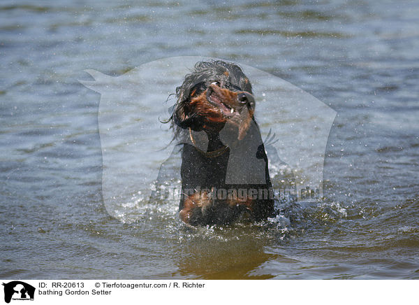 badender Gordon Setter / bathing Gordon Setter / RR-20613