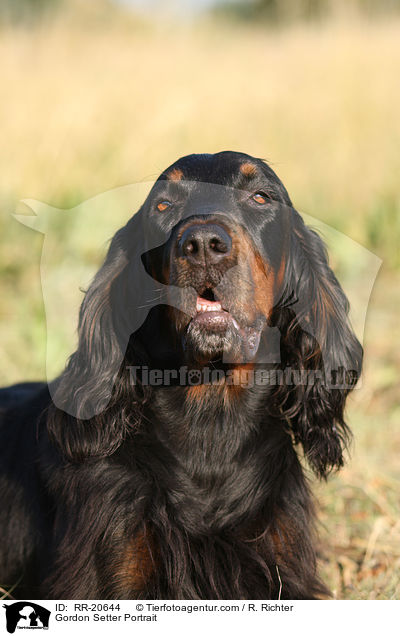 Gordon Setter Portrait / Gordon Setter Portrait / RR-20644