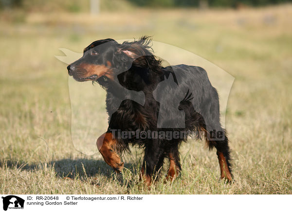rennender Gordon Setter / running Gordon Setter / RR-20648