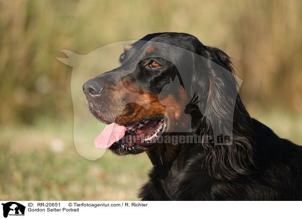 Gordon Setter Portrait / Gordon Setter Portrait / RR-20651