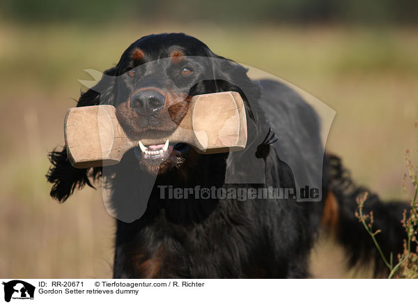 Gordon Setter retrieves dummy / RR-20671