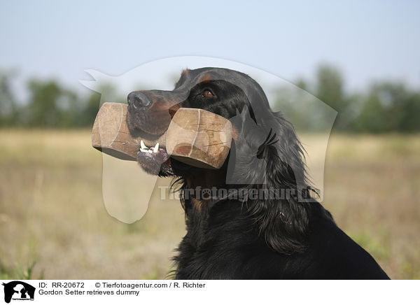 Gordon Setter retrieves dummy / RR-20672