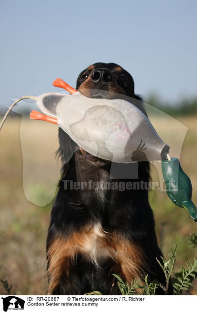 Gordon Setter apportiert Dummy / Gordon Setter retrieves dummy / RR-20687