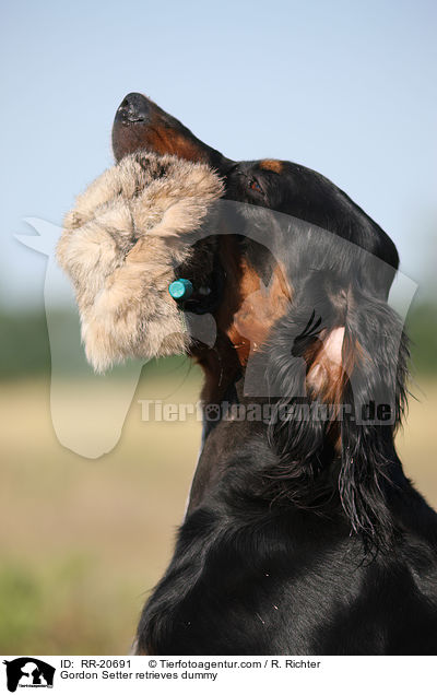 Gordon Setter apportiert Dummy / Gordon Setter retrieves dummy / RR-20691