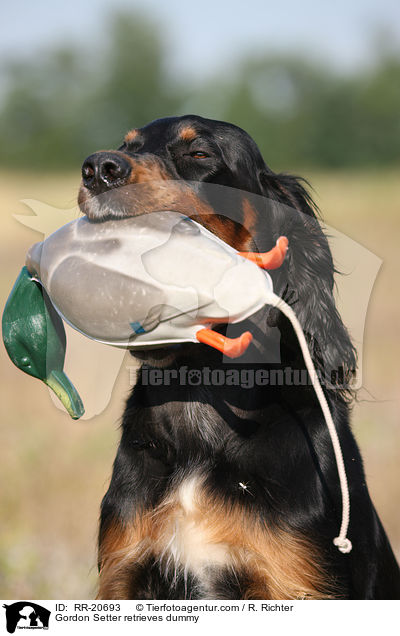 Gordon Setter apportiert Dummy / Gordon Setter retrieves dummy / RR-20693