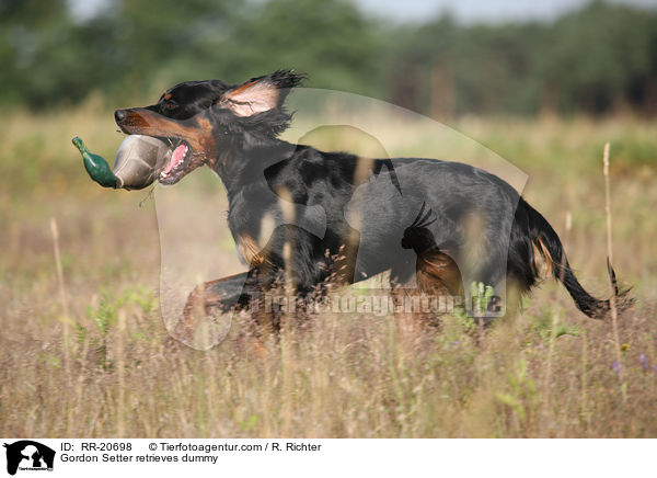 Gordon Setter apportiert Dummy / Gordon Setter retrieves dummy / RR-20698