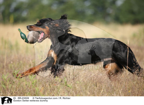 Gordon Setter apportiert Dummy / Gordon Setter retrieves dummy / RR-20699