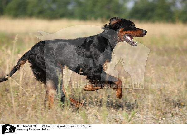 rennender Gordon Setter / running Gordon Setter / RR-20700