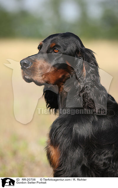 Gordon Setter Portrait / Gordon Setter Portrait / RR-20706