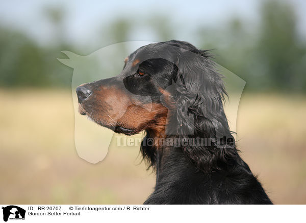 Gordon Setter Portrait / Gordon Setter Portrait / RR-20707