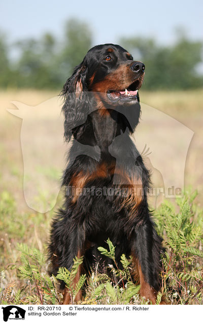 sitzender Gordon Setter / sitting Gordon Setter / RR-20710
