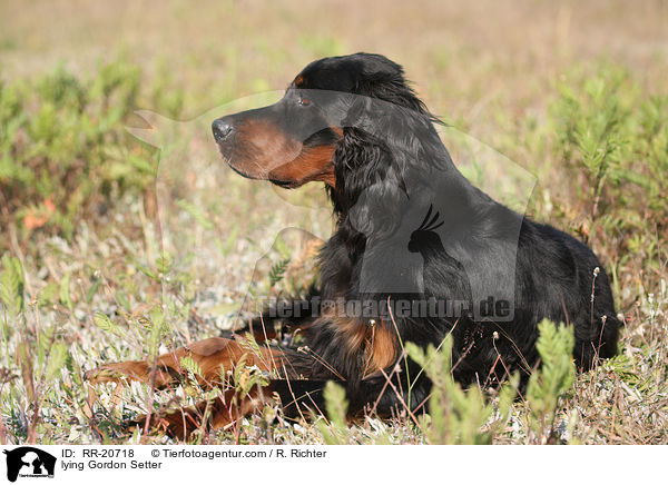 liegender Gordon Setter / lying Gordon Setter / RR-20718