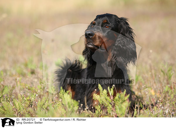 liegender Gordon Setter / lying Gordon Setter / RR-20721