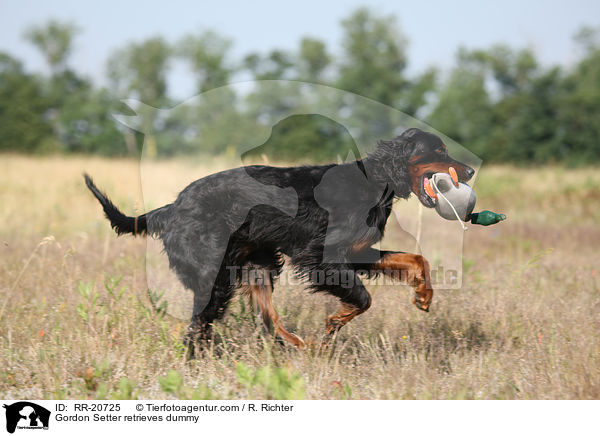 Gordon Setter apportiert Dummy / Gordon Setter retrieves dummy / RR-20725