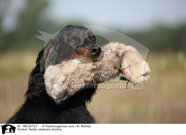 Gordon Setter apportiert Dummy / Gordon Setter retrieves dummy / RR-20727