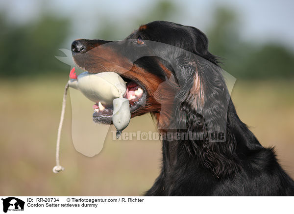 Gordon Setter retrieves dummy / RR-20734