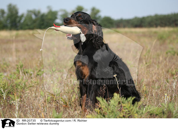 Gordon Setter apportiert Dummy / Gordon Setter retrieves dummy / RR-20735
