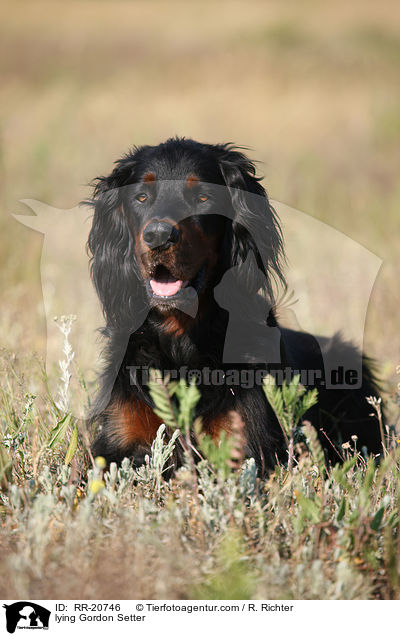 liegender Gordon Setter / lying Gordon Setter / RR-20746