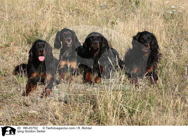liegende Gordon Setter / lying Gordon Setter / RR-20752