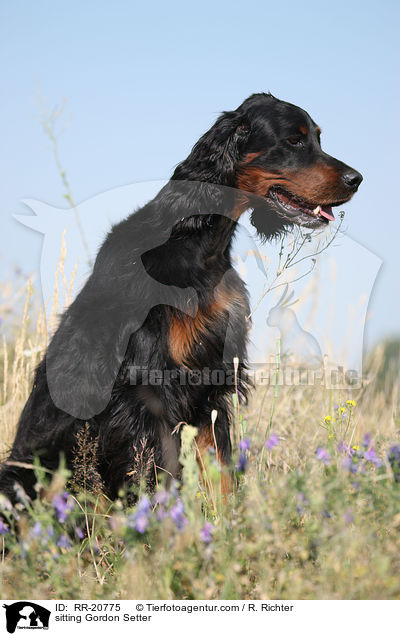 sitzender Gordon Setter / sitting Gordon Setter / RR-20775